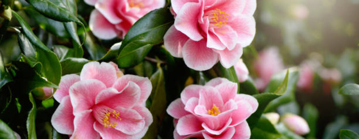 2026 Spring Stroll Tour of Homes and Gardens